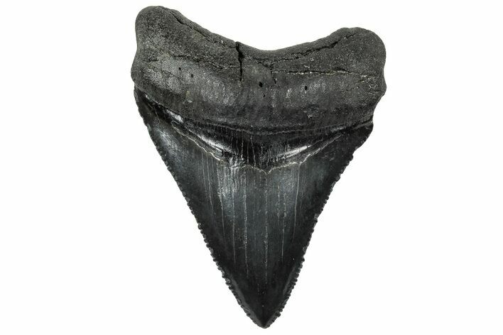 Serrated, Juvenile Megalodon Tooth - South Carolina #325199